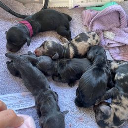 Dachshund Puppies from Foley Dachshunds