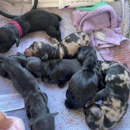 Dachshund Puppies from Foley Dachshunds