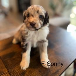 Sonny - Brown merle female Aussiedoodle puppy in Strasburg, Pennsylvania from Still Water Puppies