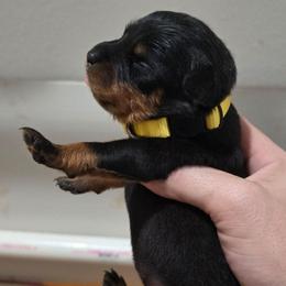 Girl 2 - Black and tan female Rottweiler puppy in San Antonio, Texas from HAUS OF RZA