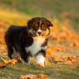Lord Anthony - Black tri male Miniature American Shepherd puppy in Tonopah, Arizona from King's Miniature American Shepherds
