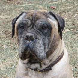 Bullmastiffs from Will-O-Way
