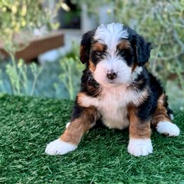 Miss Americana 🗽 - Tri-color Bernedoodle puppy in Elk Grove, California from Cali Bernedoodles