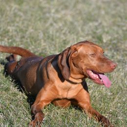 Daffodil - Vizsla