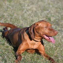 Daffodil - Vizsla
