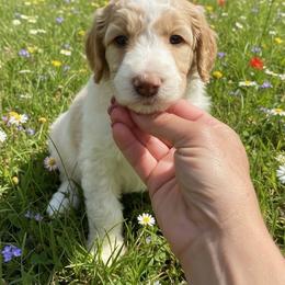 Lisa - Parti female Poodle puppy in Washington, Pennsylvania from Patriotic Poodles