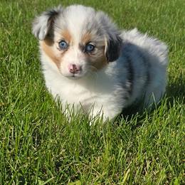 ARI ( Merle ) fluffy with tail intact - Blue merle and white female American Corgi puppy in Walker, Iowa from Double K Corgis