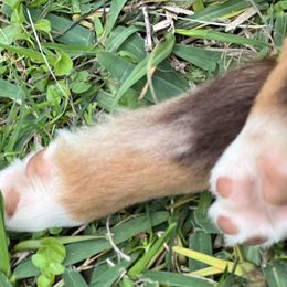 Australian Shepherd, Miniature Australian Shepherd, and Toy Australian Shepherd Puppies from JKKJ Farms