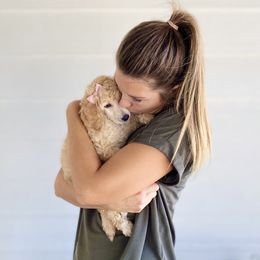 Bernedoodle, Goldendoodle, and Poodle Puppies from Central Valley Canine Companions