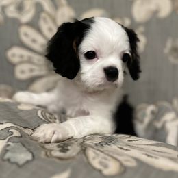 Cavalier King Charles Spaniel and Cavaton Puppies from Cali Cavaliers