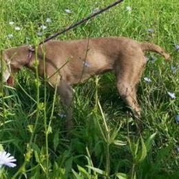 Weimaraners from RNL Kennels