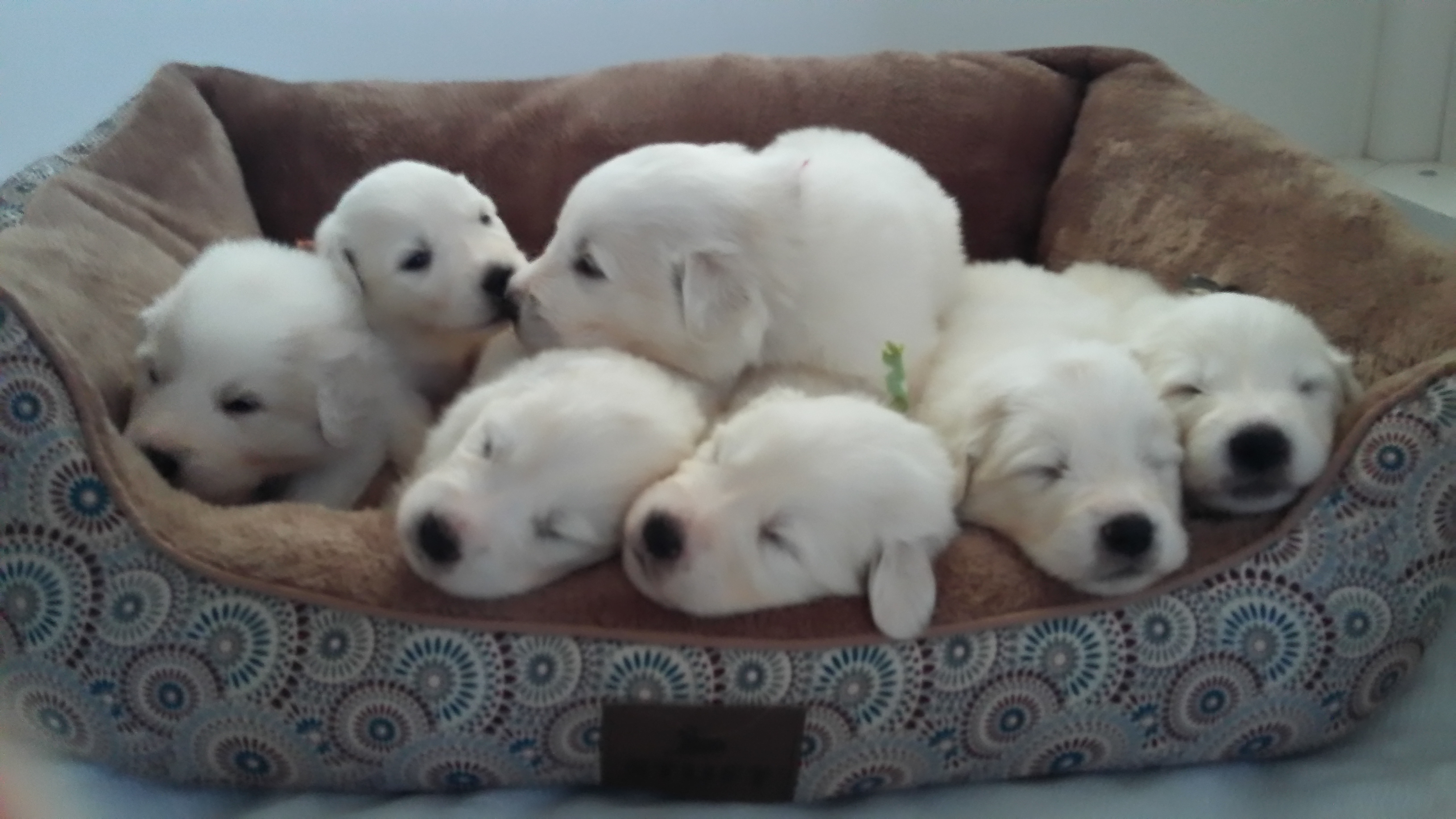 Great Pyrenees Puppies from Imac Great Pyrenees