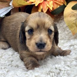 Zelda - Red female Dachshund puppy in Exeter, California from Sawtooth Miniature Dachshunds