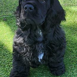 Black boy - Black male Cocker Spaniel puppy in Warner Robins, Georgia from Che-Lee Cockers