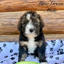 Lime Green Male - Tri-color male Bernedoodle puppy in Coeur D’alene, Idaho from HooDoodles