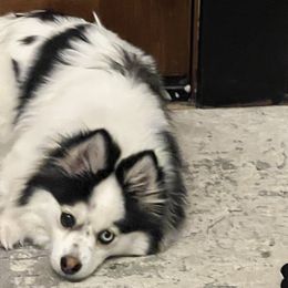 Pomskies from Summer Clark