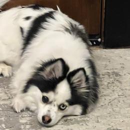 Pomskies from Summer Clark