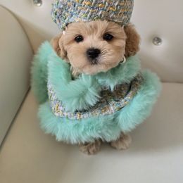 Melody - Apricot female Maltipoo puppy in Washington from Mt.BakerPoodles&Doodles