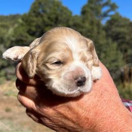 Boy 5 - Buff male Cocker Spaniel puppy in Trinidad, Colorado from Sweet Cockers