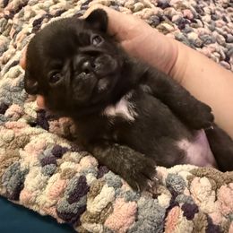 Ice Cream - Brindle female Pug puppy in Vader, Washington from Tanori Kennels