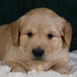 Georgiana - Purple - Golden female Golden Retriever puppy in Payette, Idaho from Stonewick Retrievers