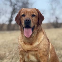 Lakyn - Labrador Retriever