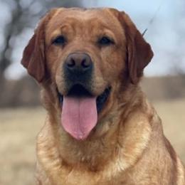 Lakyn - Labrador Retriever