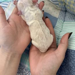 5 - Cream male Havanese puppy in Reese, Michigan from Windy Hill Havanese