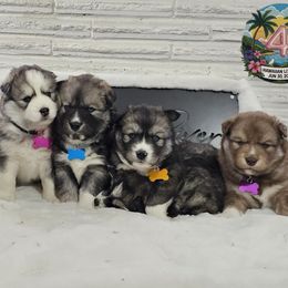 Siberian Husky puppies from Whiskey River Siberians