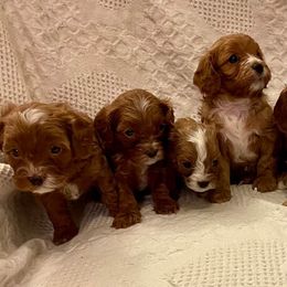 Cavapoos from Ellen's Cavapoos