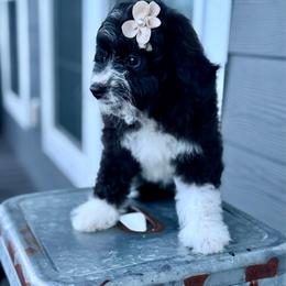 Purple collar toy - Black tri-color female Aussiedoodle puppy in 32046, Florida from River Hill Ranch