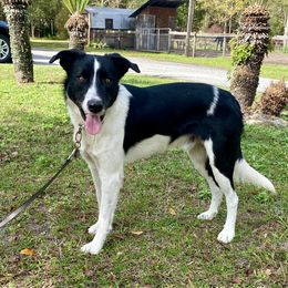 Ollie - Border Collie