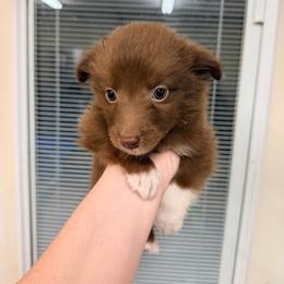 Maple - Red & white female Australian Shepherd puppy in Cushing, Oklahoma from Little Pastures Australian Shepherds