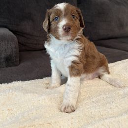 Aussiedoodle Puppies from A Dose Of Doodle