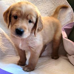 Girl 1 purple collar - Golden Golden Retriever puppy in Brush Prairie, Washington from Paradise Peaks