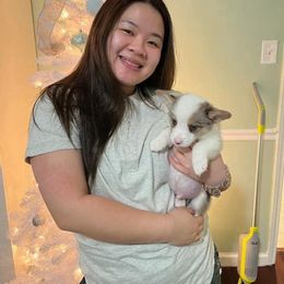 American Corgi and Pembroke Welsh Corgi Puppies from Rainbow Corgis