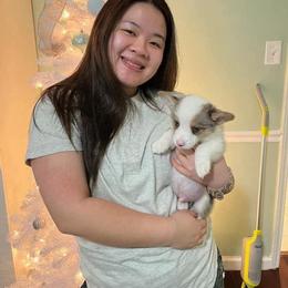 American Corgi and Pembroke Welsh Corgi Puppies from Rainbow Corgis