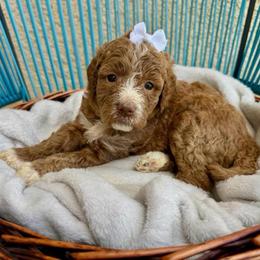 White Collar - Parti female Assorted Doodle Crosses puppy in Marysville, California from Dailey Doodles and Dachshunds