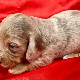 Luke - Dapple male Dachshund puppy in Mesquite, Texas from AB Dachshund