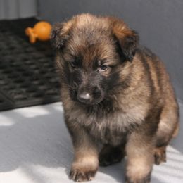 Shiloh Shepherd Puppies from Solace Shilohs