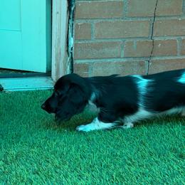 Mini Cakes staying here - Piebald female Dachshund puppy in Irving, Texas from DFW Dachshunds by G & S