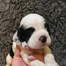 Sergeant - Black white and tan male Cocker Spaniel puppy in Florence, South Carolina from Reddick's American Cocker Spaniels