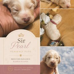 Sir Pearl - Cream male Goldendoodle puppy in Duluth, Minnesota from heavenly Pups kennel