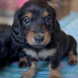 Bree - Black and tan female Dachshund puppy in Richmond, Virginia from Irresistible Dachshunds & Cavaliers