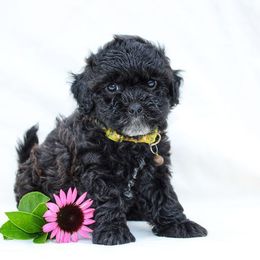 Ellie - Black female Shihpoo puppy in Mifflintown, Pennsylvania from Curls & Paws Canines