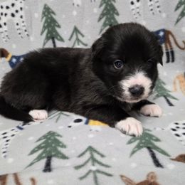 Girl 1 - Black and white female Border Collie puppy in Pennsylvania from Winter Creek Border Collies