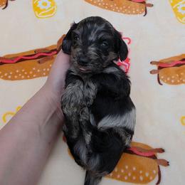 Solid Black dapple boy - Dapple male Dachshund puppy in West Plains, Missouri from Spring Creek Dachshunds