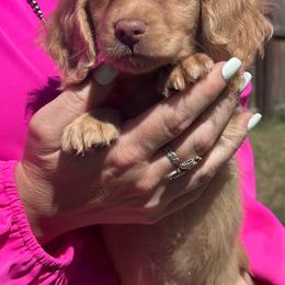 Anthony - Red male Dachshund puppy in Perkins, Oklahoma from 4B Dachshunds