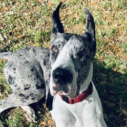 Storm - Great Dane