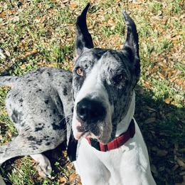 Storm - Great Dane